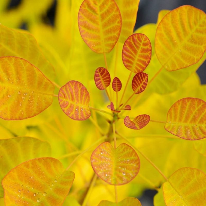 Cotinus Coggygria Golden Lady Smoke Bush