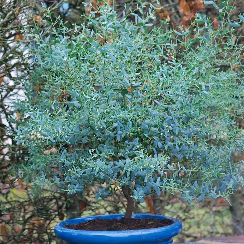 Evergreen Dwarf Cider Gum Eucalyptus Gunnii France Bleu