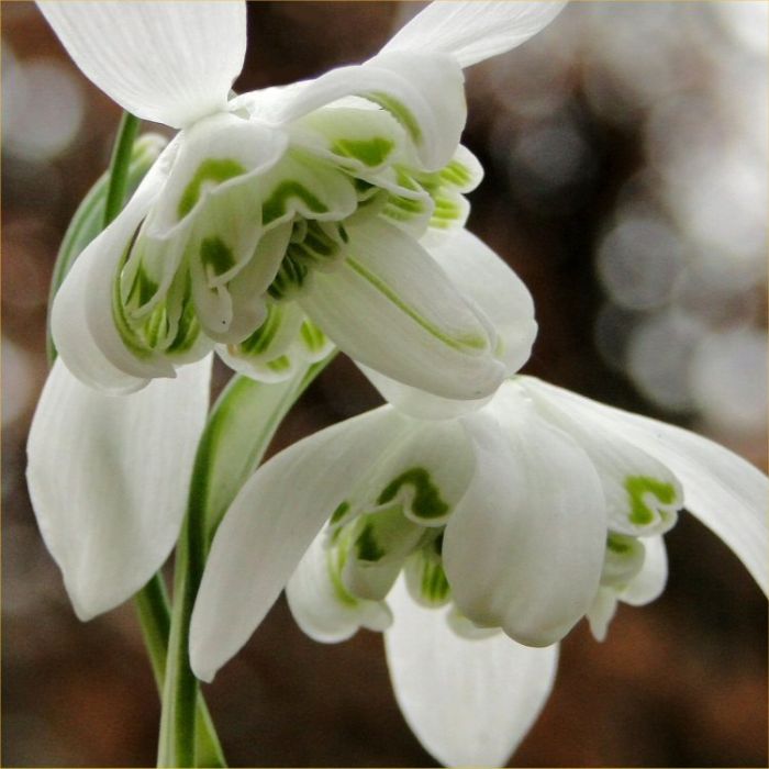 Rare Double Flowered Snowdrops Galanthus Nivalis Flore Pleno Var