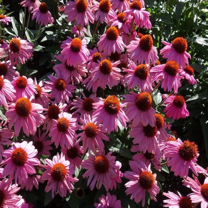 Echinacea Moodz Courage Purple Coneflower Plants