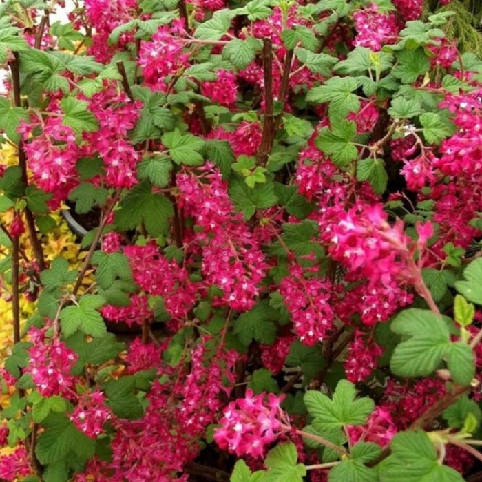 Ribes Sanguineum King Edward Vii Large Flowering Currant Shrub