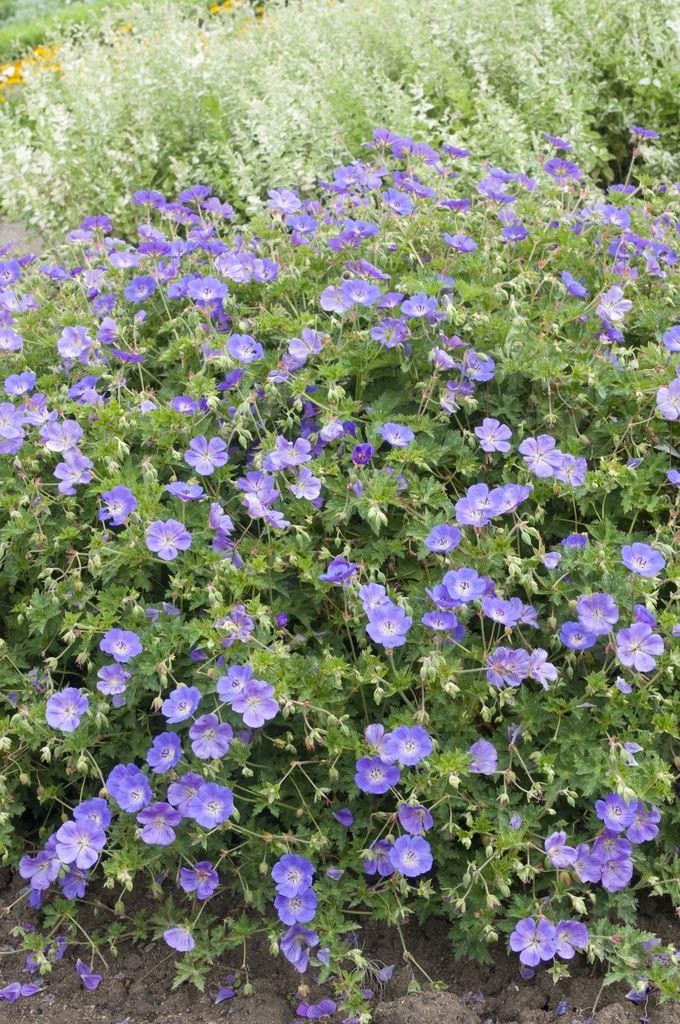 Geranium Rozanne Jolly Bee Hardy Geranium