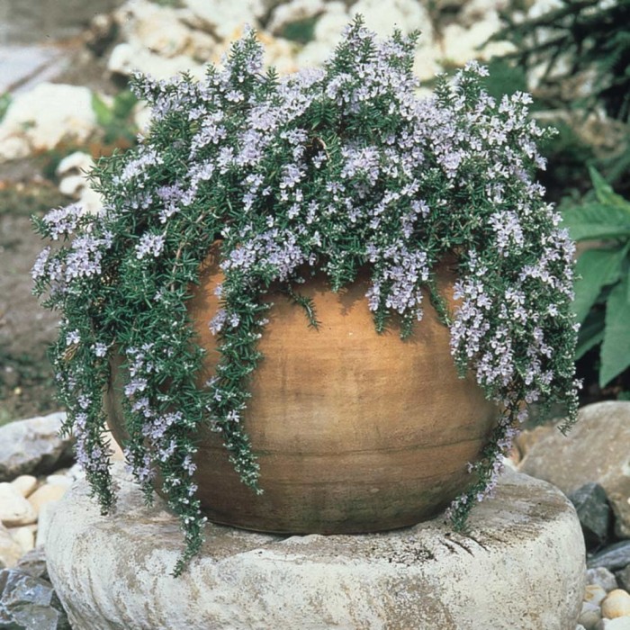 Trailing Rosemary Rosmarinus Officinalis Prostratus Capri Pack Of