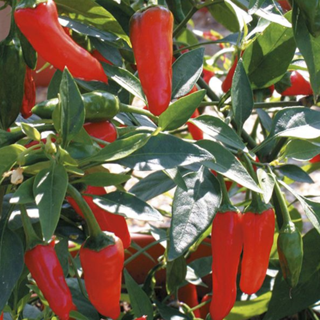 Chilli Pepper Apache