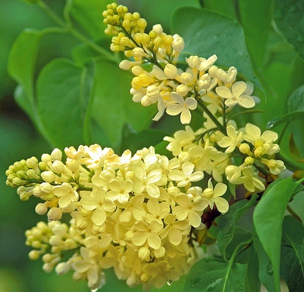 Syringa Vulgaris Primrose Rare Yellow Lilac Bush