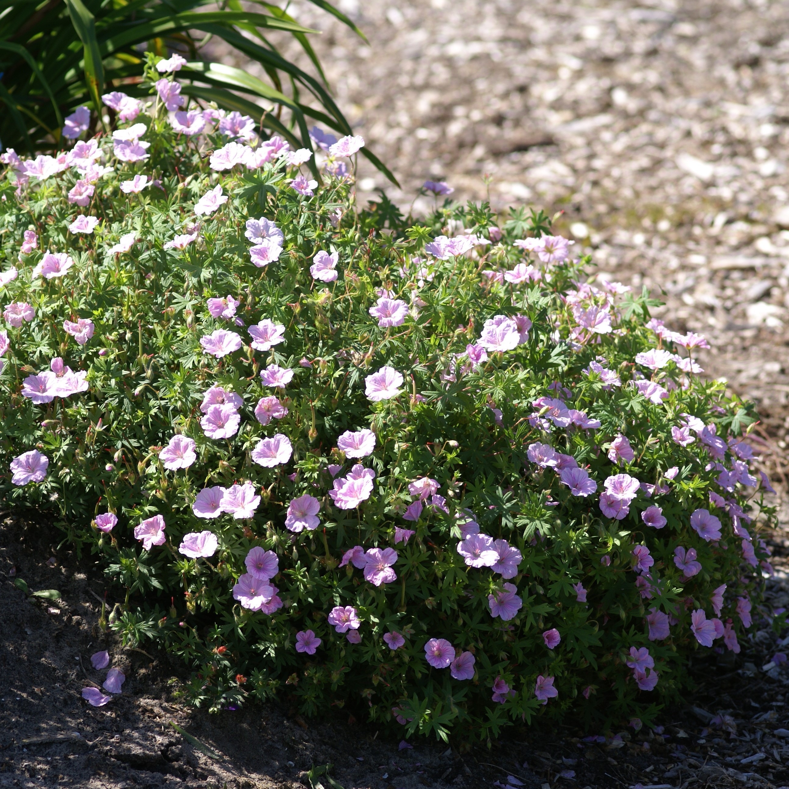 Hardy Geranium Breeders Mix Premium Collection Pack Of TEN