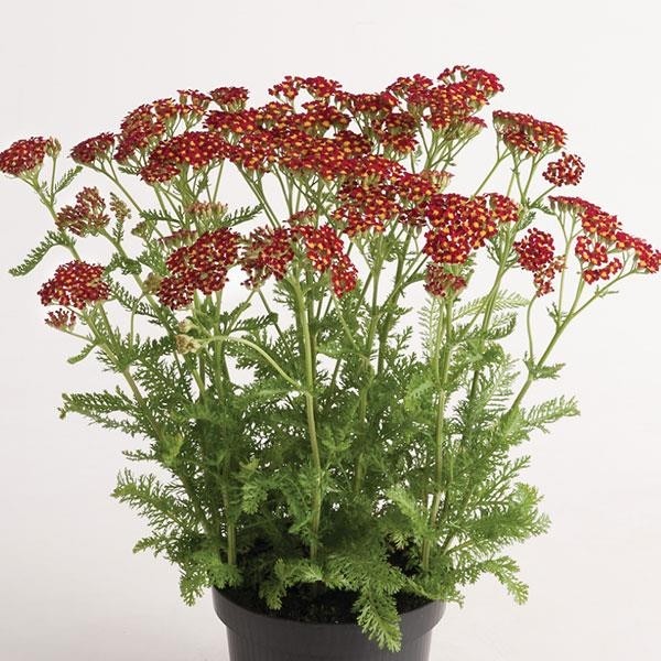 Achillea Millefolium Milly Rock Red Yarrow