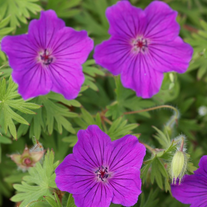 Hardy Geranium Breeders Mix Premium Collection Pack Of Ten