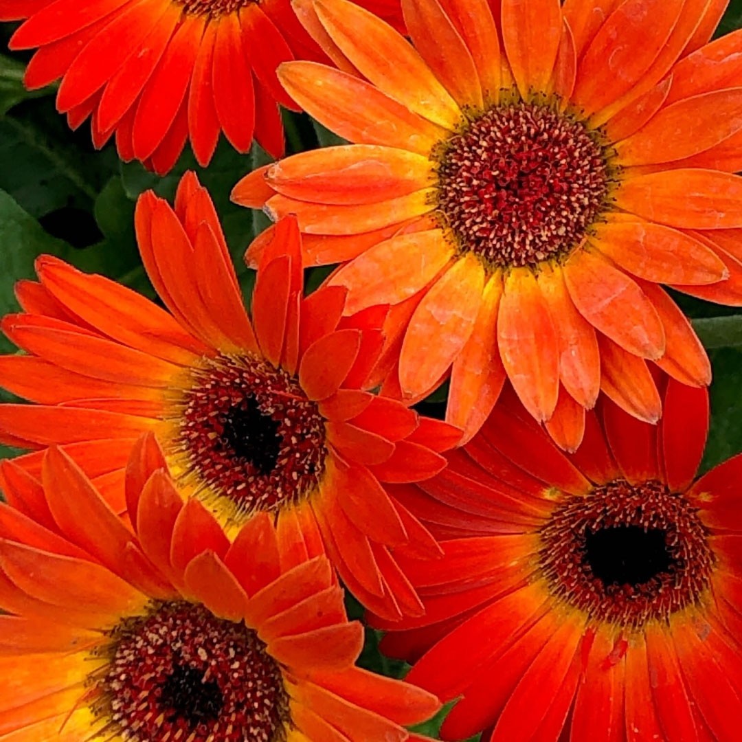 Orange Gerbera Garvinea Sunset Beautiful Hardy Gerbera With Giant