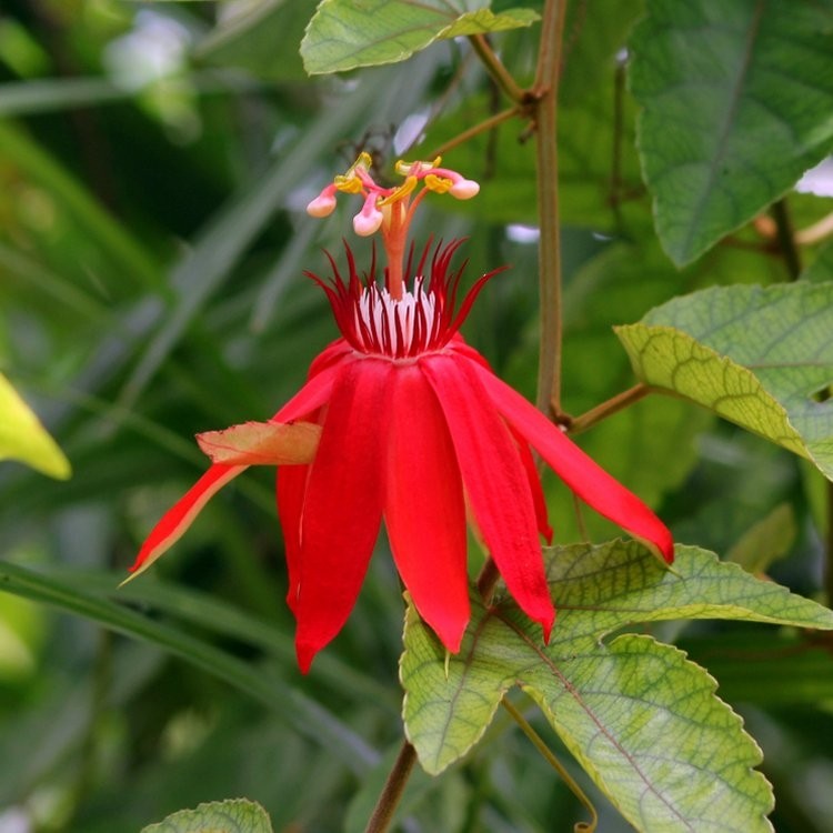 Passion Flower Vitifolia Passiflora Scarlet Crimson Perfumed Red