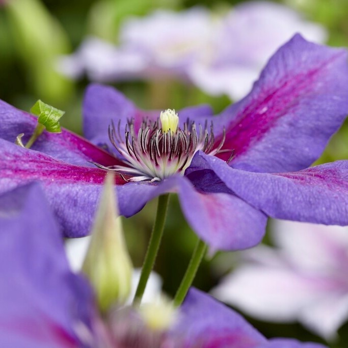 Clematis Mrs N Thompson