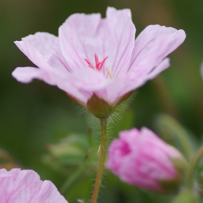 Hardy Geranium Breeders Mix Premium Collection Pack Of Ten