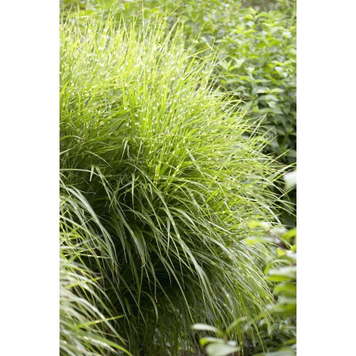 Miscanthus Sinensis Zebrinus Gold Banded Zebra Grass Large Specimen