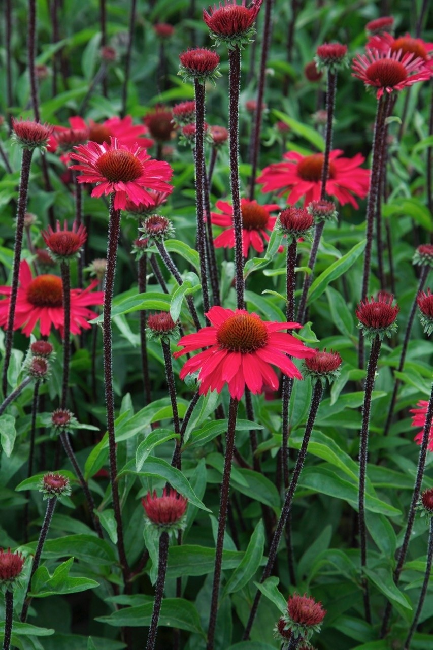 Echinacea Purpurea Sensation Pink