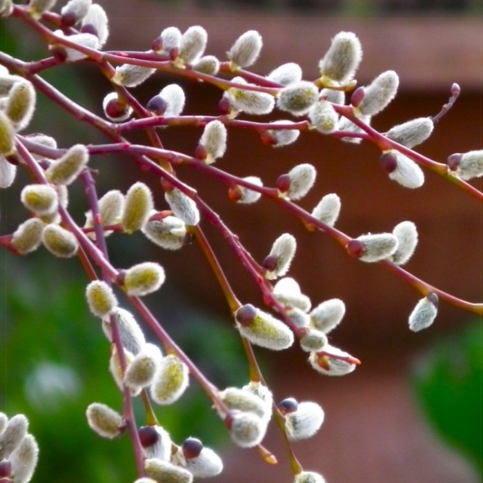 Salix Caprea Pendula Kilmarnock Large Standard Weeping Pussy Willow Tree