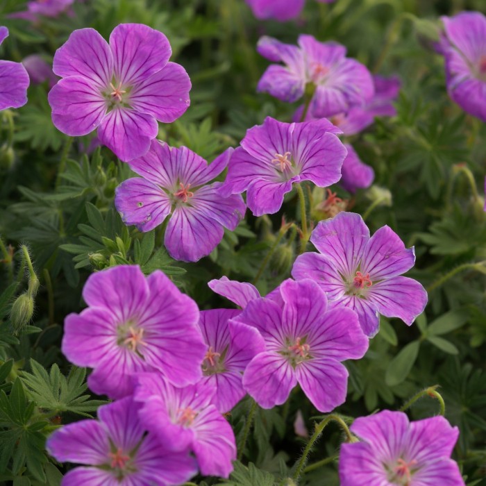 Hardy Geranium Breeders Mix Premium Collection Pack Of Ten