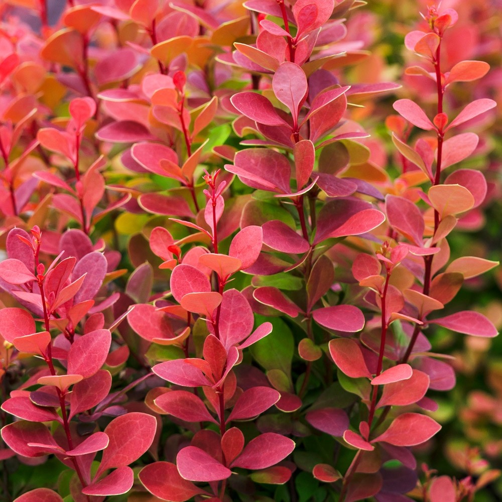 Berberis Thunbergii Orange Ice