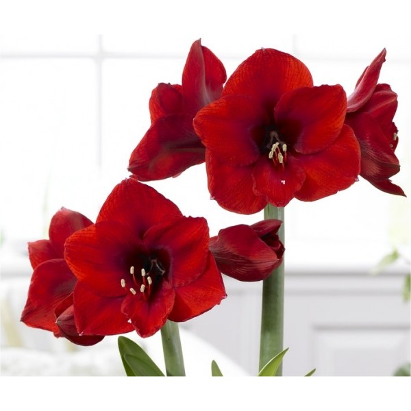 Amaryllis Hippeastrum Bulbs