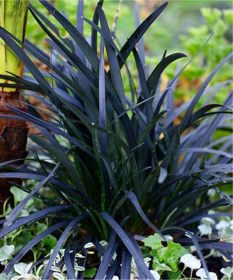 Ophiopogon Planiscapus Nigrescens Black Ornamental Grass Ophiopogon Nigra