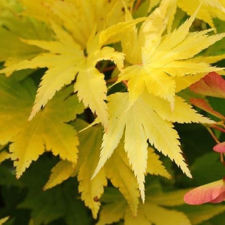 Acer Shirasawanum Jordan Golden Full Moon Maple