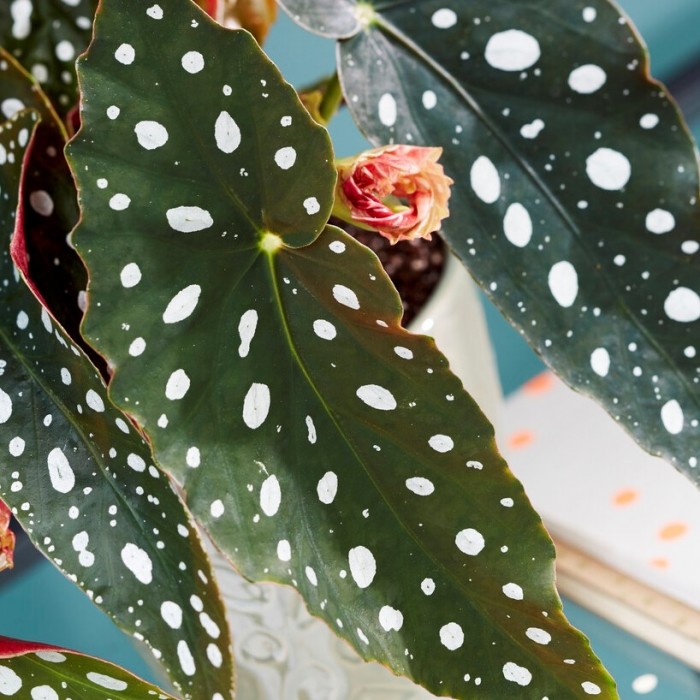 Begonia Maculata Wightii Polka Dot Plant