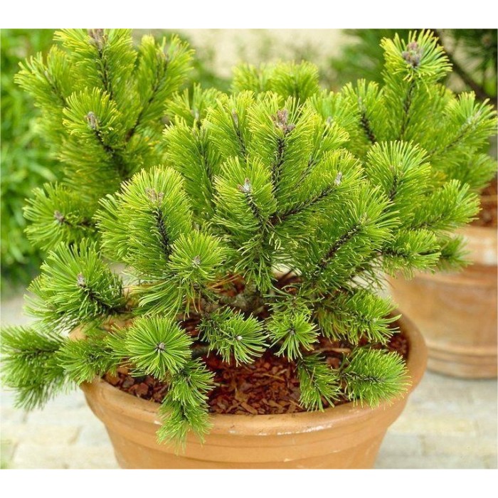 Pinus Mugo Winter Gold Dwarf Golden Mountain Pine