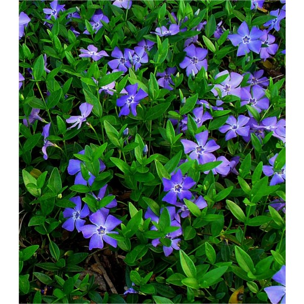 Vinca Plants For Sale Buy Vinca Shrubs Online Uk Delivery