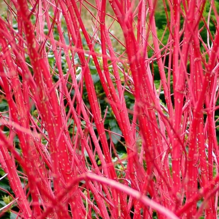 Cornus Alba Sibirica Baton Rouge