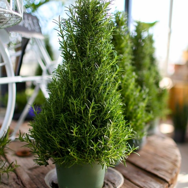 Pink Majorca Rosemary Pink Flowering Rosmarinus Officinalis