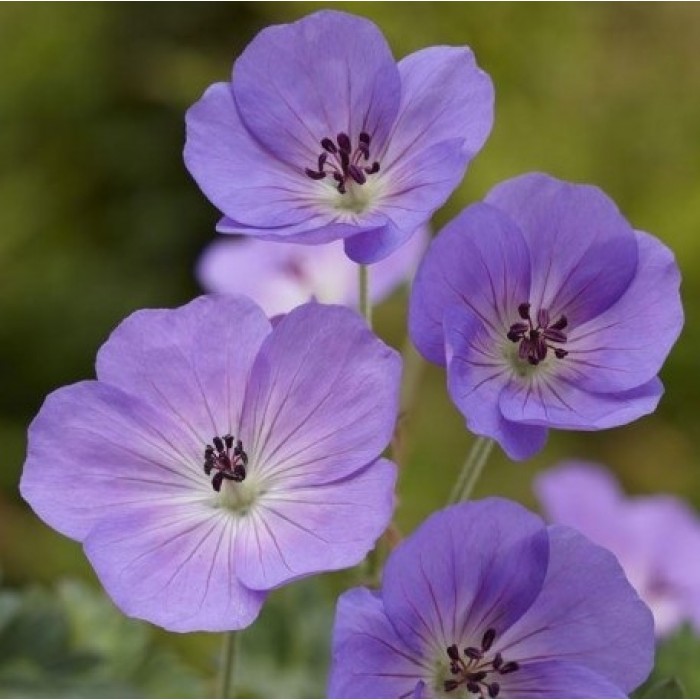 Geranium Rozanne Jolly Bee Hardy Geranium