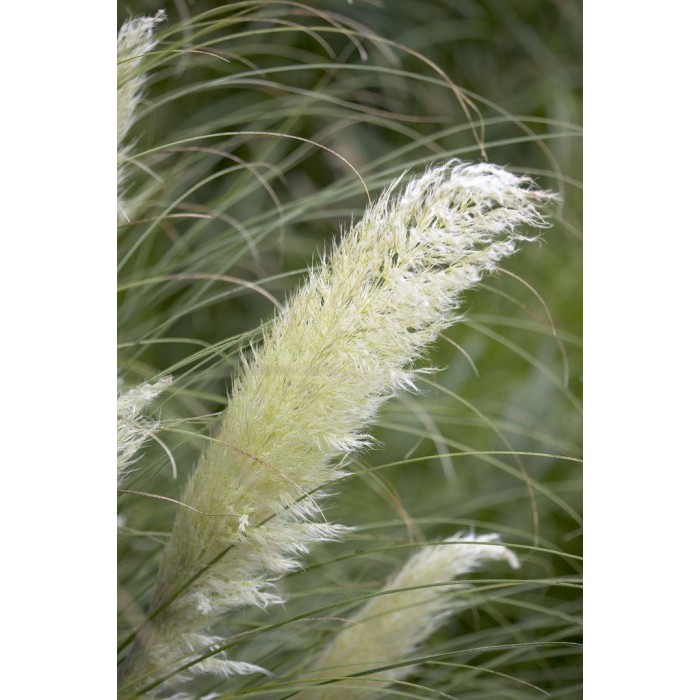 Dwarf Pampas Grass Cortaderia Selloana Pumila Large Plant