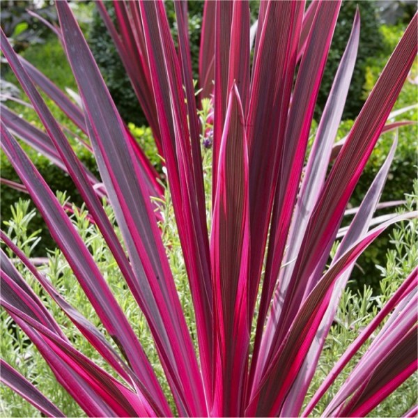 Cordyline Plants Online Buy Cordyline Shrubs Uk Delivery