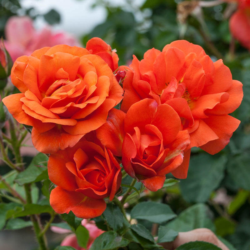 Floribunda Roses