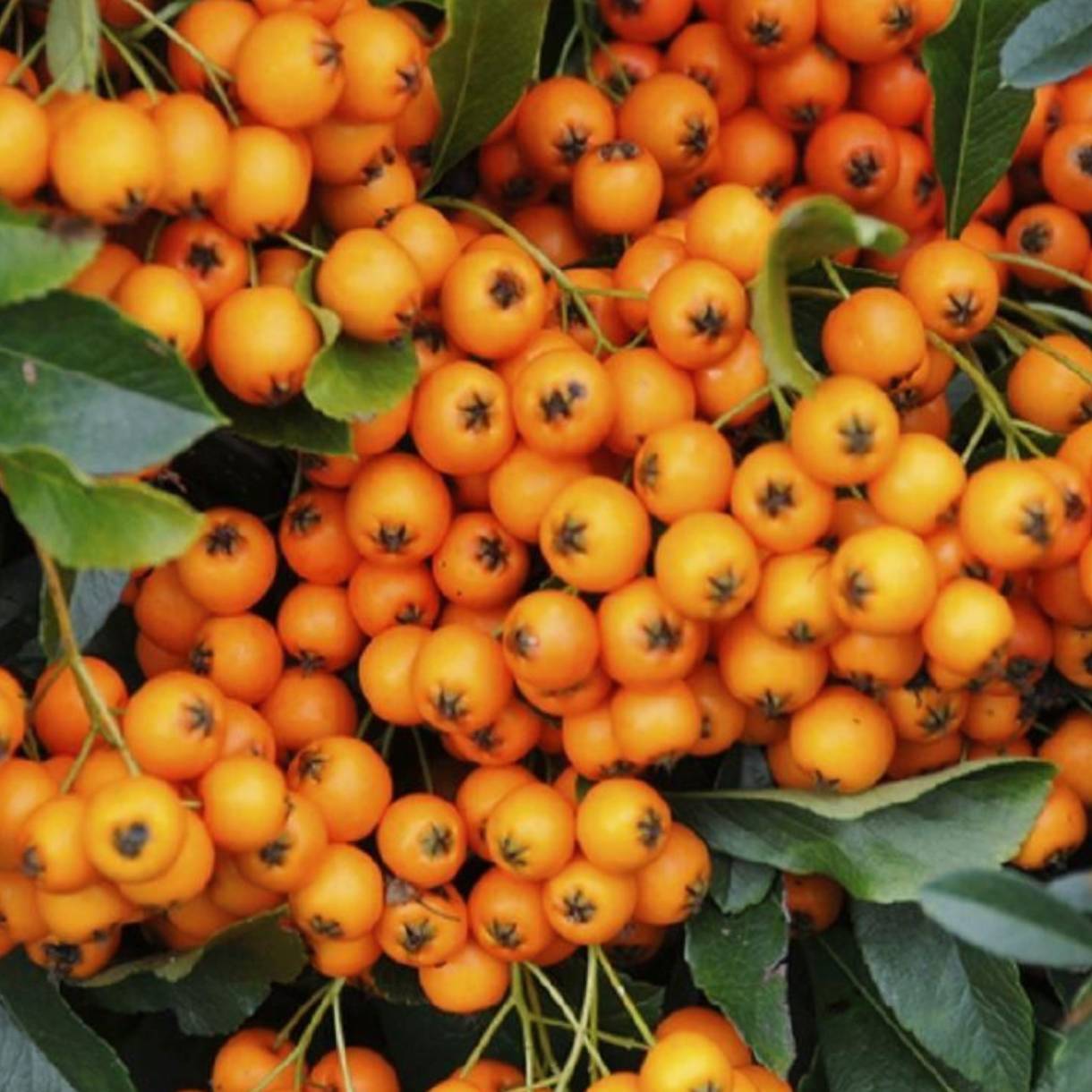 Pyracantha Hedging Plants