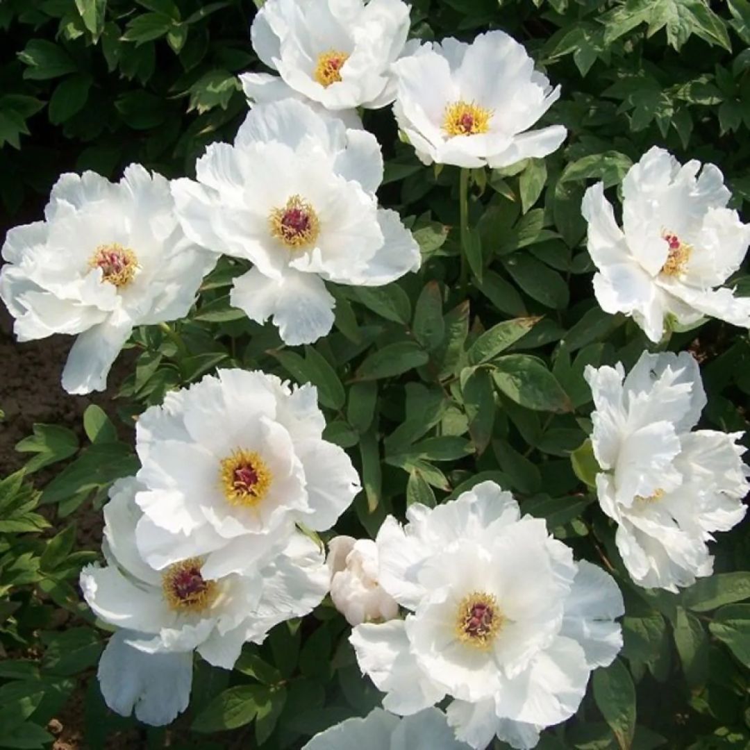 Tree Peonies