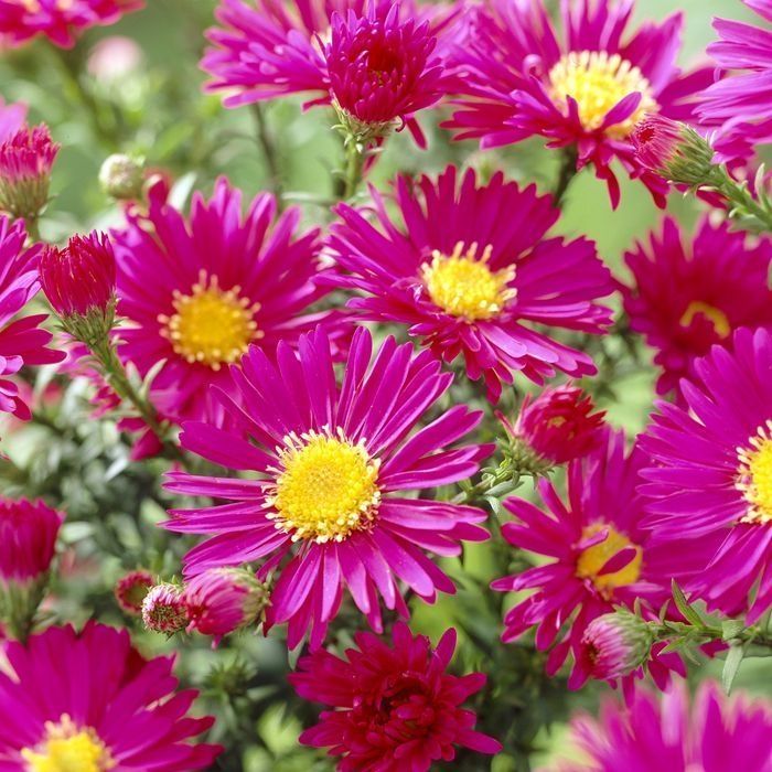 Aster - Michaelmas Daisy