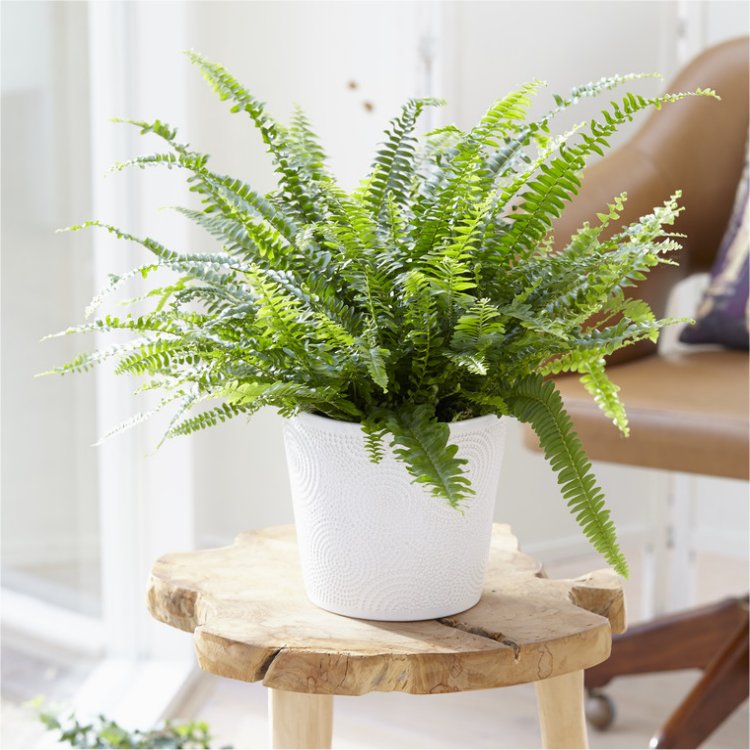 Winter Sale - House Plants