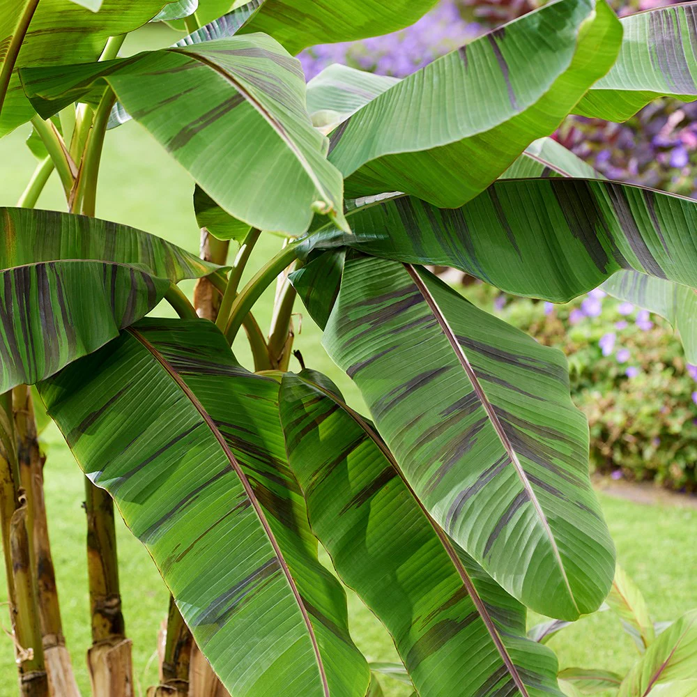 Musa Plants - Banana Plants