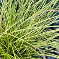 Winter Sale - Perennials, Grasses & Ferns