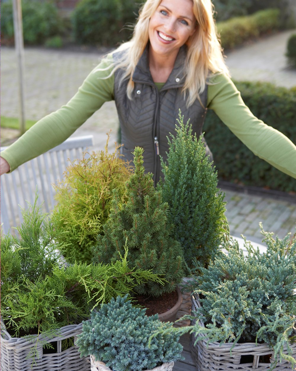 Winter Sale - Conifers