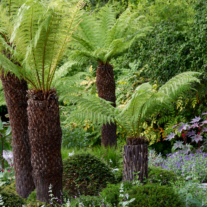 Tree Ferns - Dicksonia antarctica
