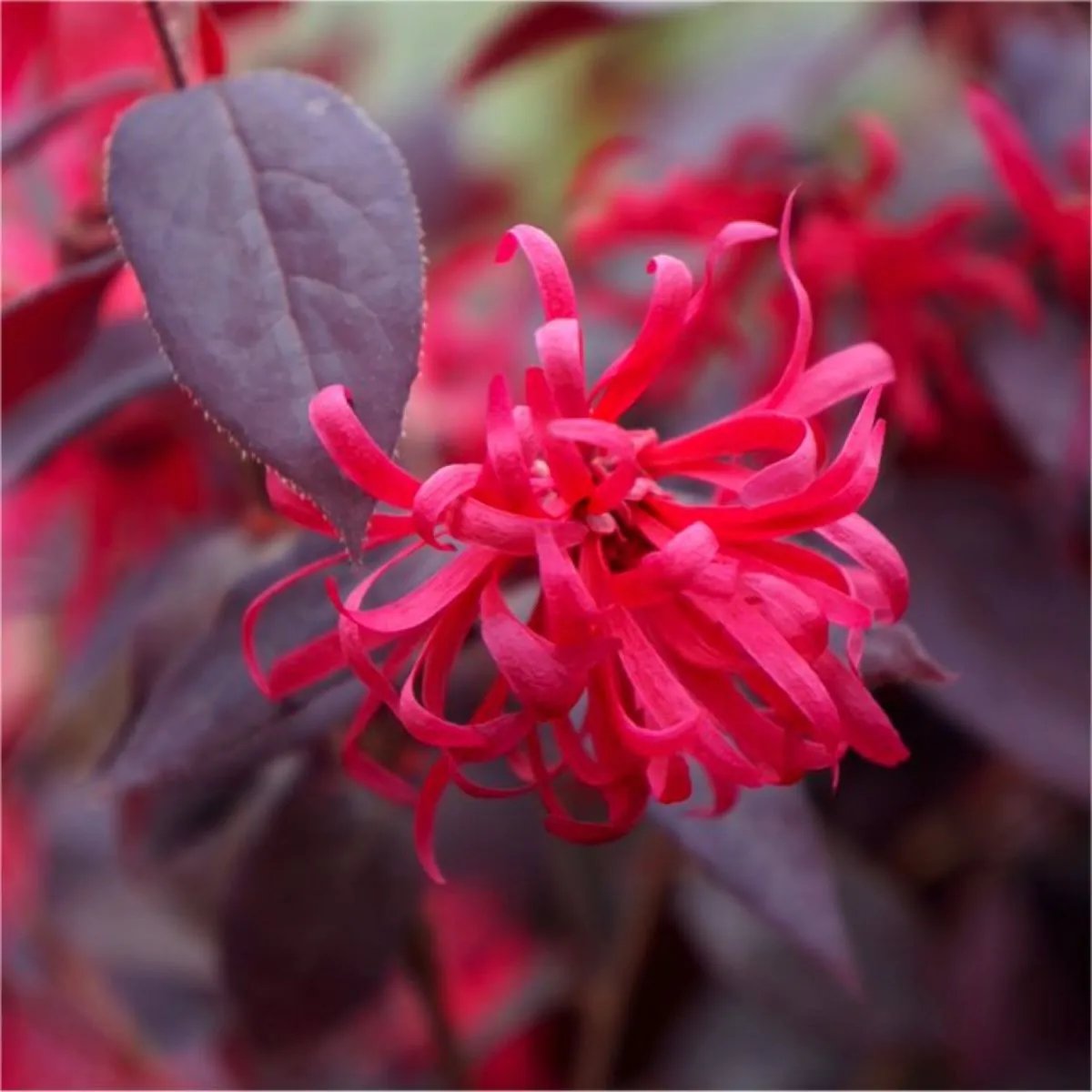 Loropetalum - Chinese Witch Hazel