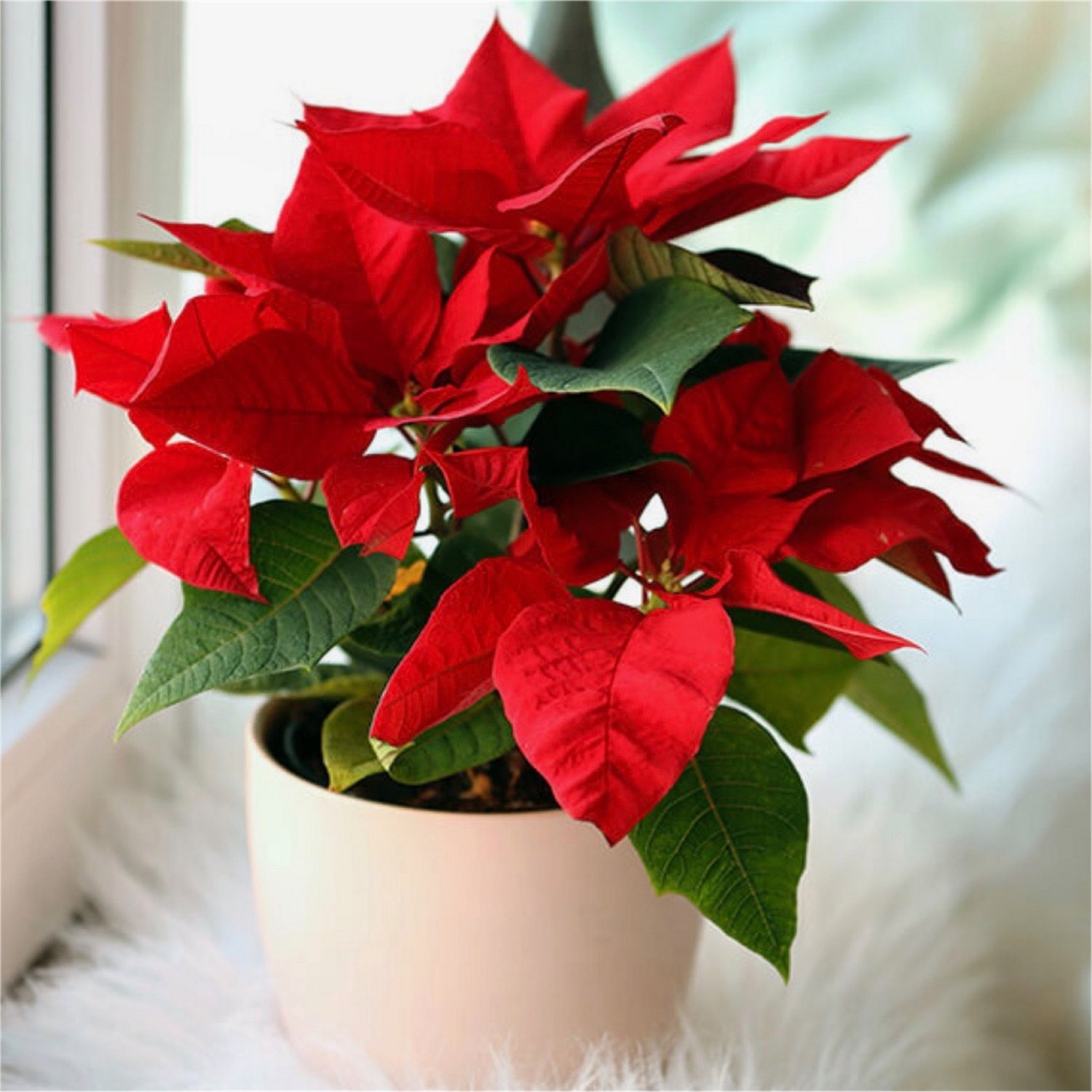 CHRISTMAS DEALS - Festive Plants & Gifts