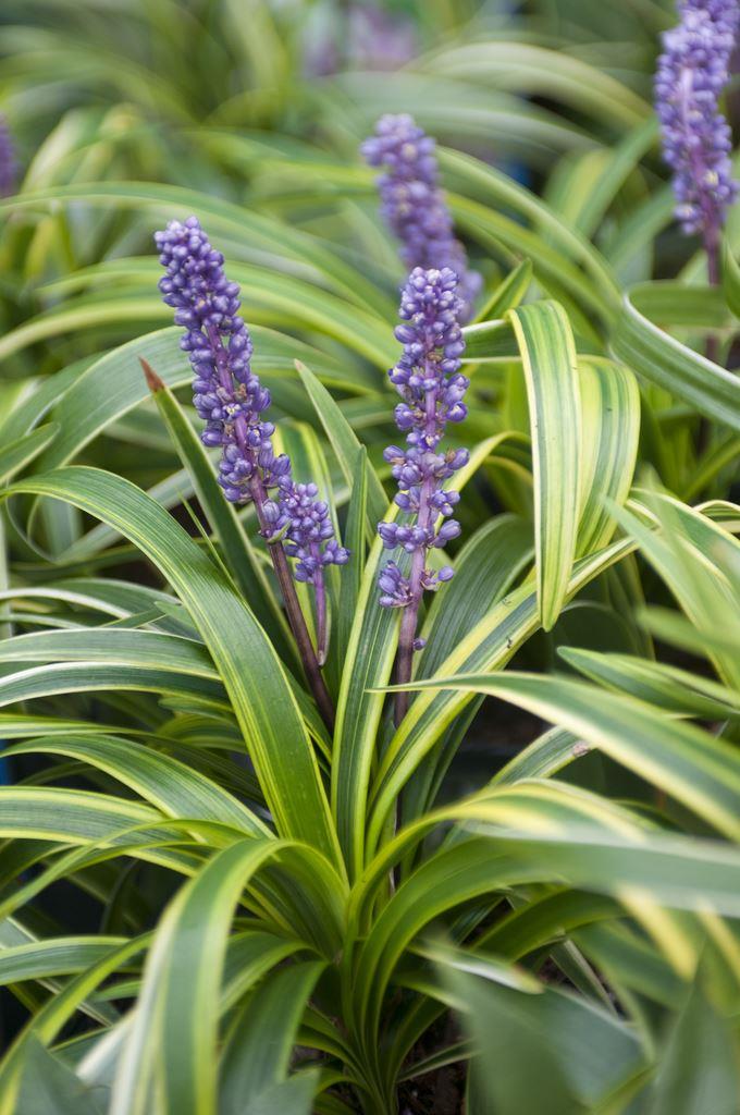 Liriope muscari variegata - Variegated Lily Turf | eBay