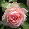 SPECIAL DEAL - Luxury Garden Roses - Premier Collection - Pack of