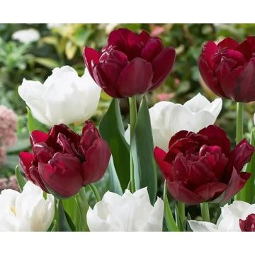 Tulip ‘Double Finesse’ Mix - Pack of 25