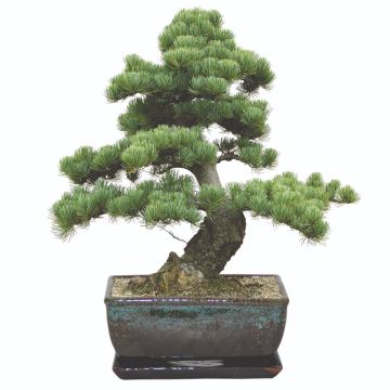 Grow your Own Bonsai Tree Kit - Stone Pine