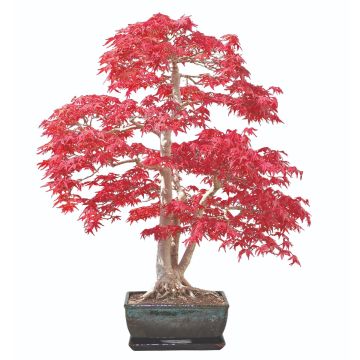 Grow Your Own Bonsai Tree Sweet Gum