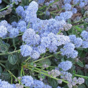 Ceanothus Yankee Point - Californian Lilac - Standard Tree 140-160cm