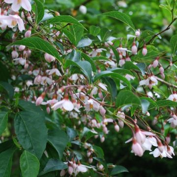 Styrax japonica Pink Chimes